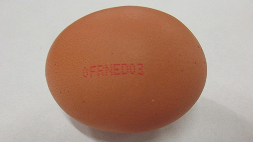 Oeuf boite BIO (53/63Gx6) 48pce