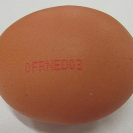 Oeuf boite BIO (53/63Gx6) 48pce