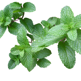 Menthe 40G Cat 1 (à la botte)